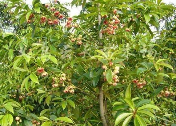 八角树施肥正确方法