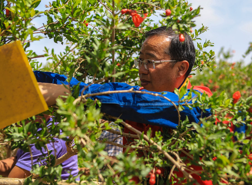 石榴树修剪时间和方法