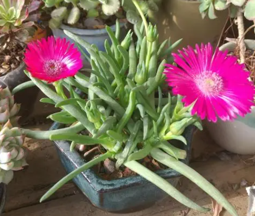 奔龙怎么养才开花