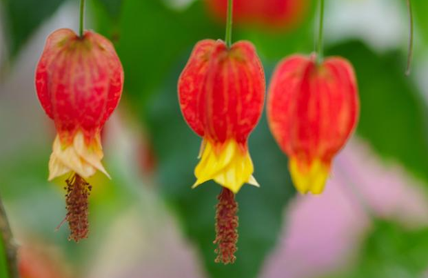灯笼花是喜水还是干旱植物