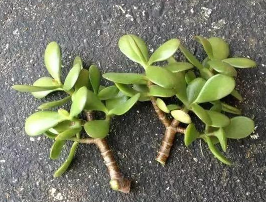 玉树扦插后怎么管理