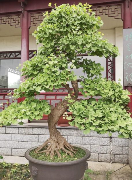 银杏树盆景适合家里养吗