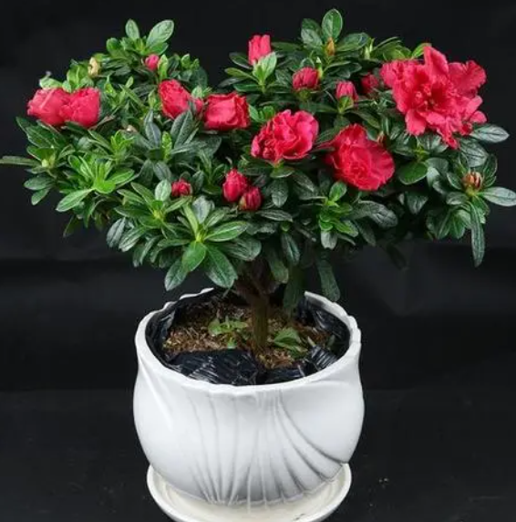 新买的杜鹃花怎么养家庭养法