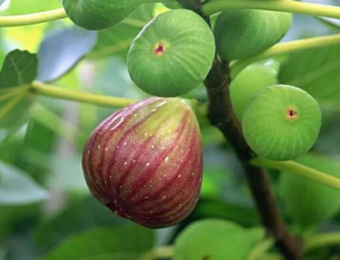 无花果怎么长出来的