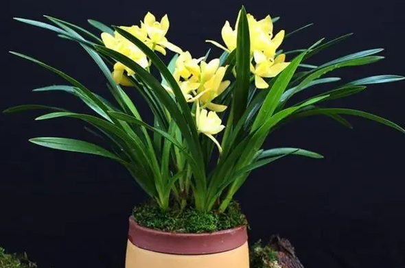 室内怎么养兰花