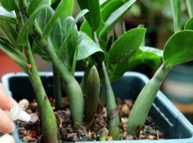 金钱树烂根用多菌灵不换土行吗