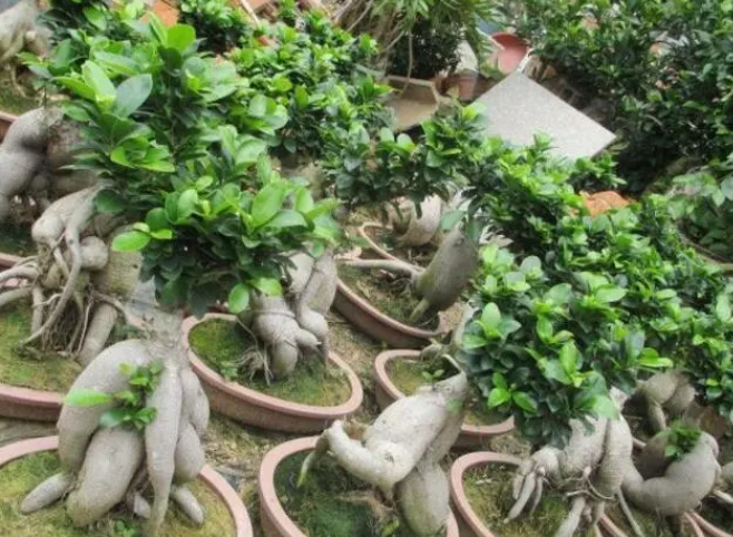 榕树施什么肥料最好