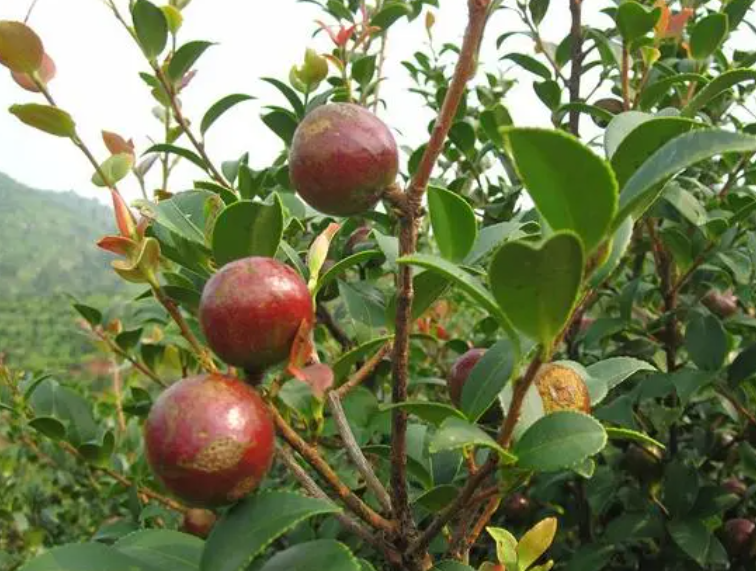 大果红花油茶产量