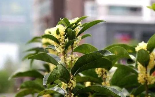 四季桂夏天怎么不开花