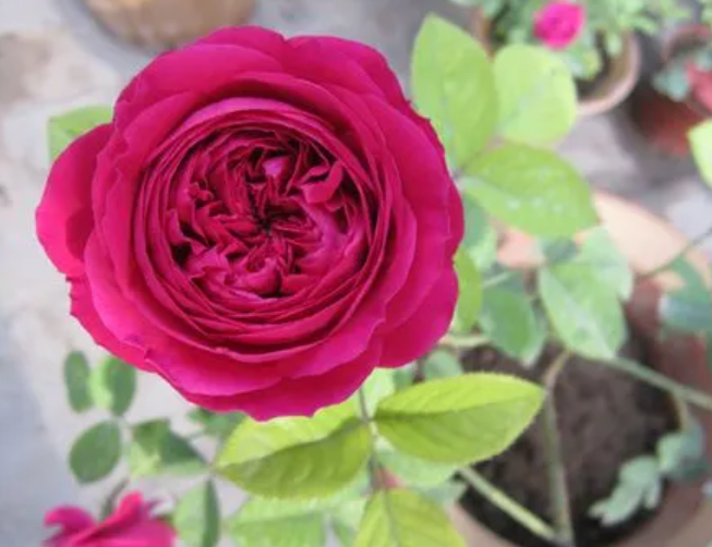 莎士比亚月季花介绍