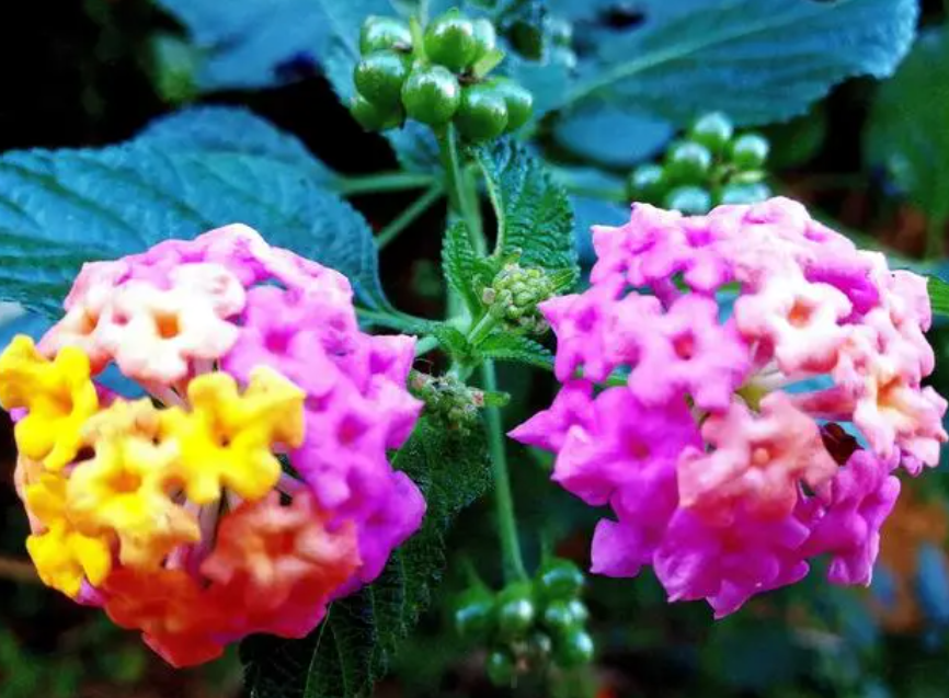 昆明哪里有五色梅花开放