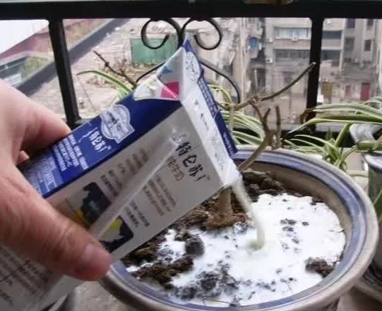 过期牛奶能不能浇花