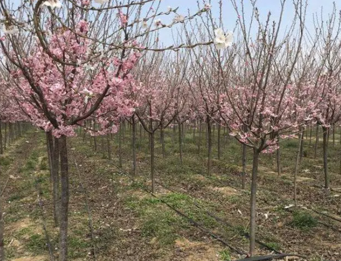 种植樱花树间距是多少