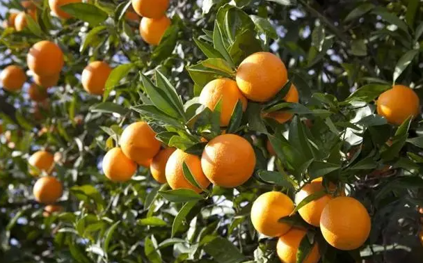 种出来的橘子树结果吗