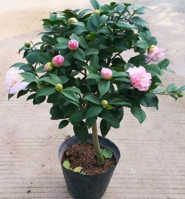 好养生长快的茶花