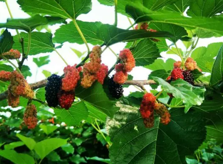 门前禁忌五种树