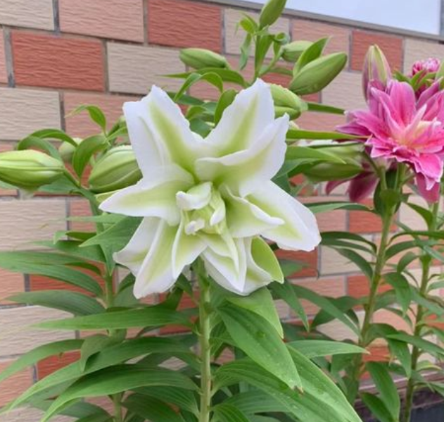 百合花开过怎么养护