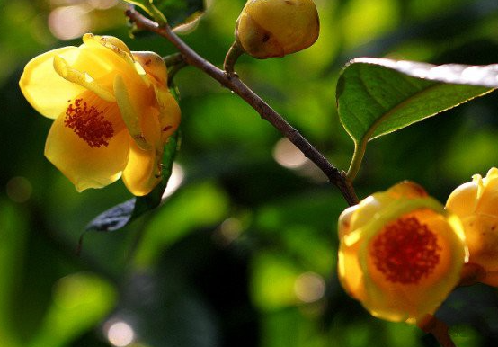 如何种植金花茶