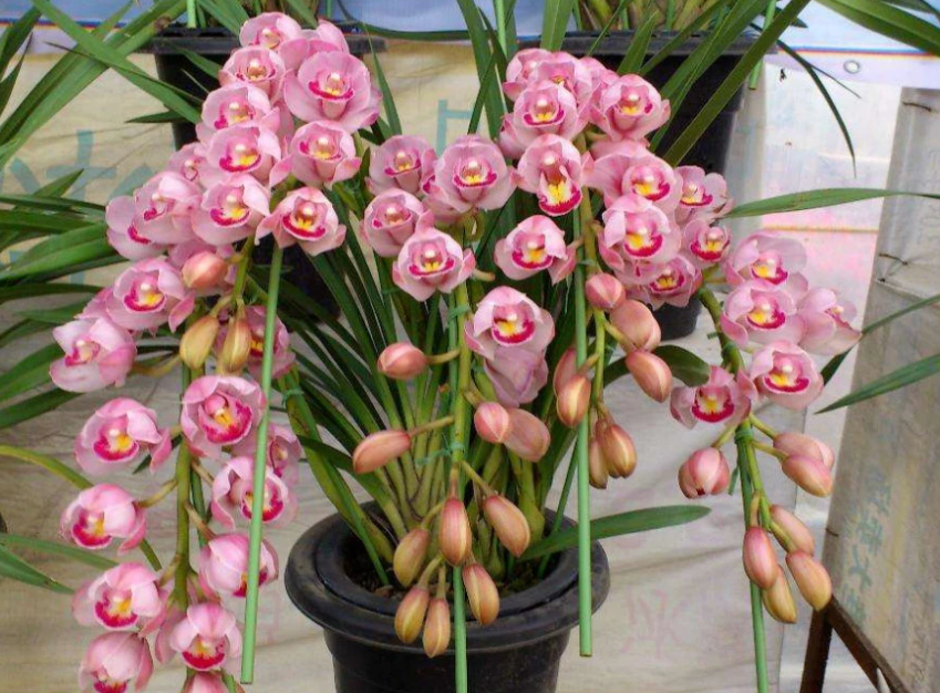 大花蕙兰开完花怎么养护