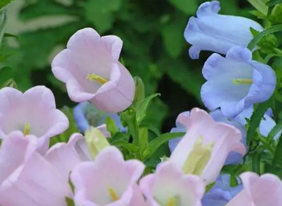 风铃花的养殖方法和注意事项是什么呢