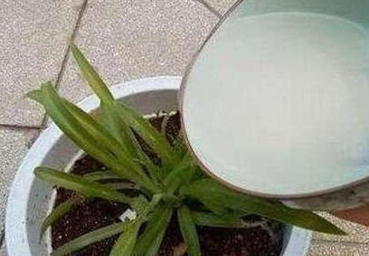 用牛奶浇花的正确方法是什么呢