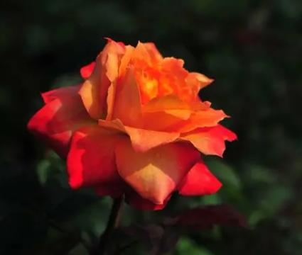 玫瑰花怎么修剪才茂盛