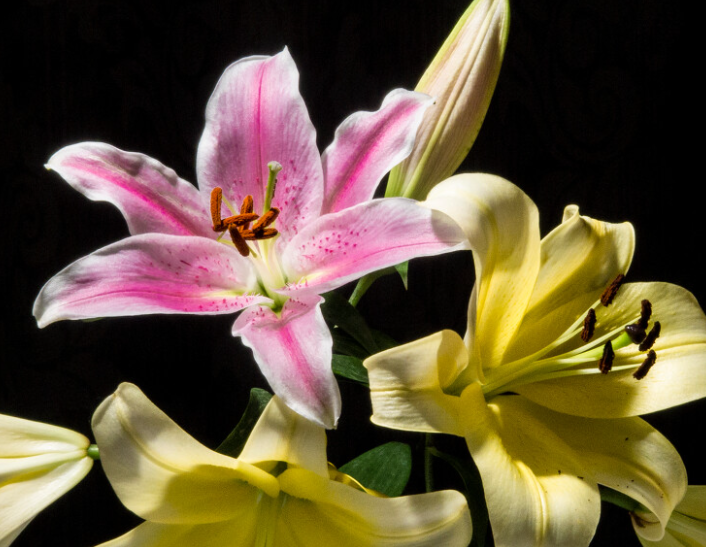 百合花可以见太阳吗