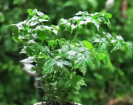 幸福树怎么养比较好