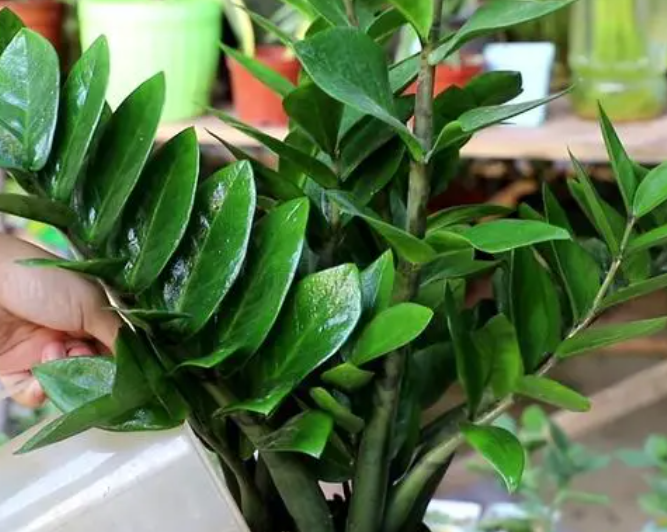 金钱树哪个季节换盆