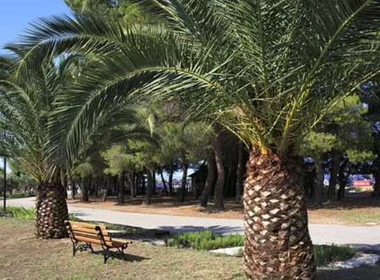 农村屋门前栽什么树呢