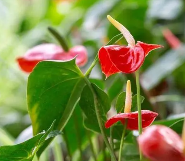 鹅掌红的花为什么是绿色的