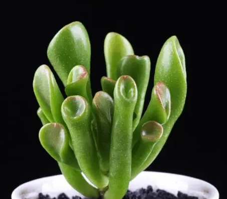 筒月花叶如何养