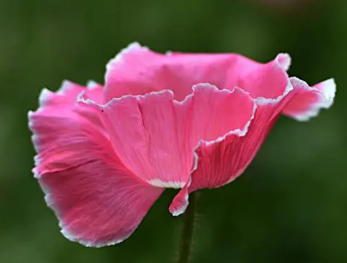 虞美人花养护要点是什么呢