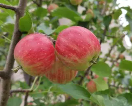 大门口栽苹果树有忌讳吗