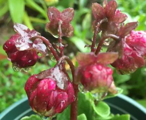 花缺水了低头了怎么办