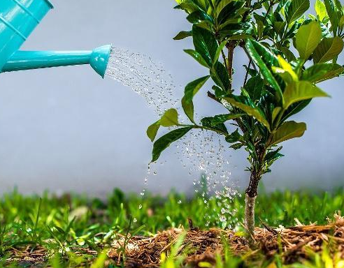 养花浇透水是什么意思