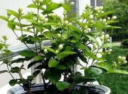 茉莉花怎么剪枝