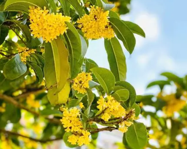 桂花树啥时候修剪枝叶