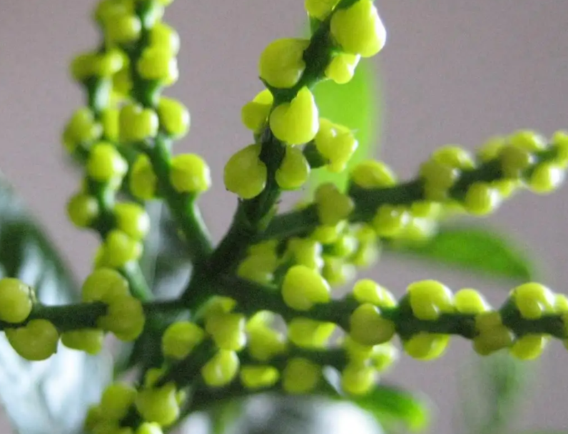 珠兰花扦插时间是什么时候呢