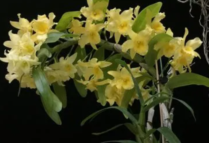 石斛兰花的养殖方法和注意事项是什么呢