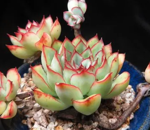 多肉花月夜怎么养