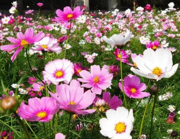 9月份可以播种的花种有哪些呢