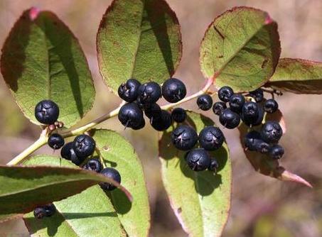 乌饭树为什么难成活