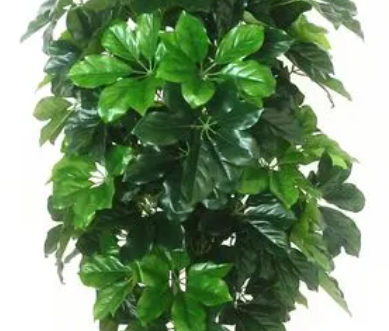 发财树养殖注意事项是什么呢