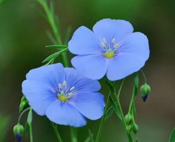 蓝亚麻从播种到开花需要多长时间