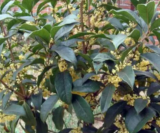 家里种桂花树好不好