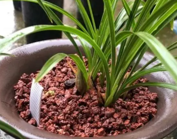 养兰花的花生壳盆底好不好