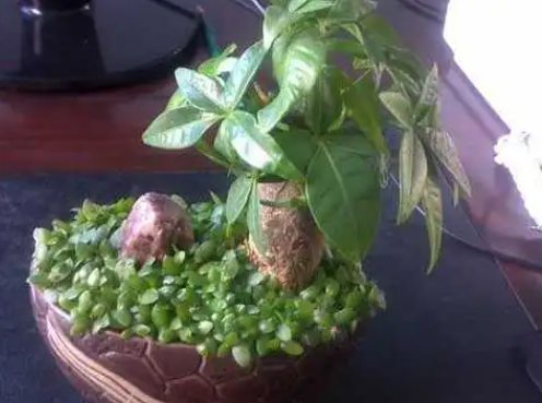 发财树如何换土换盆