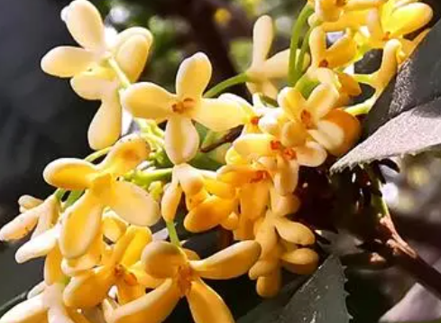 网购的四季桂花喜阳光吗