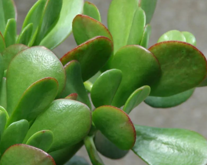 玉树怕水浇多吗